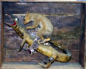 Squirrel on a Gator’s back