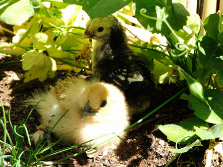 chickens1.jpg