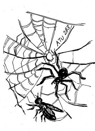 spiderfly1.jpg
